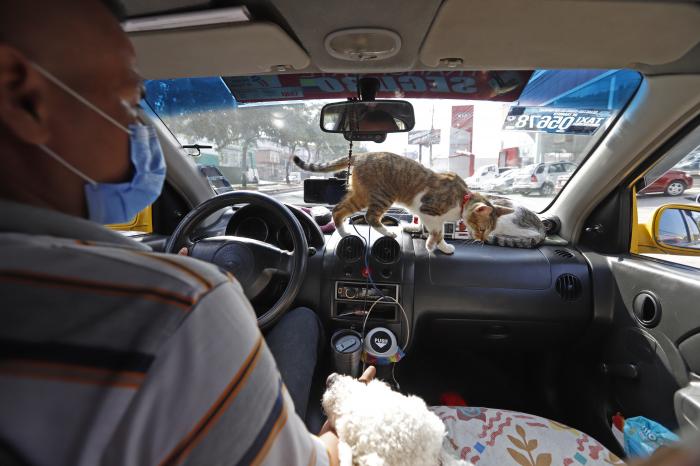 gatos en el taxi