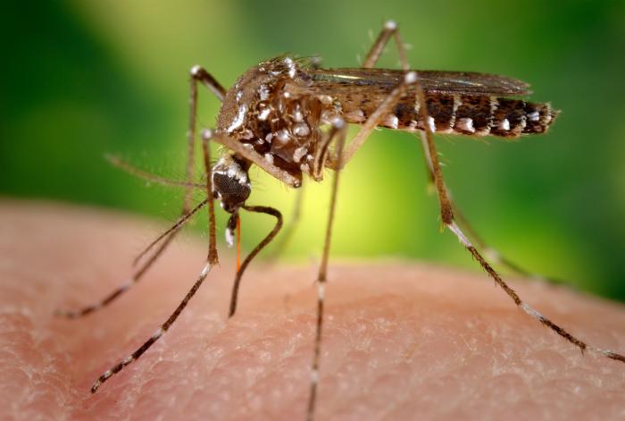 Salud_Dengue_Mosquitos_Florida