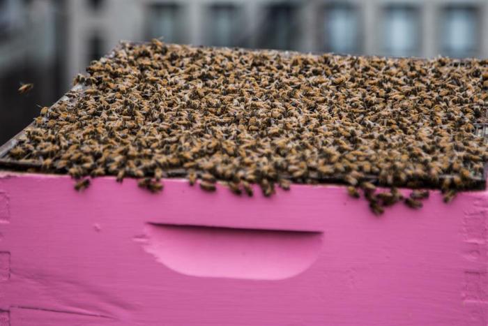 abejas-nueva-york-vecinas