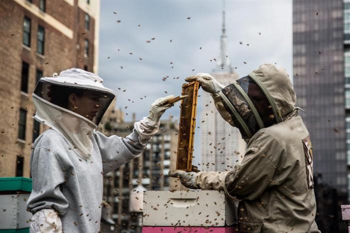 andrews-honey-abejas-nueva-york-vecinas
