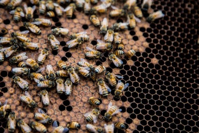 andrews-honey-abejas-nueva-york-pandemia