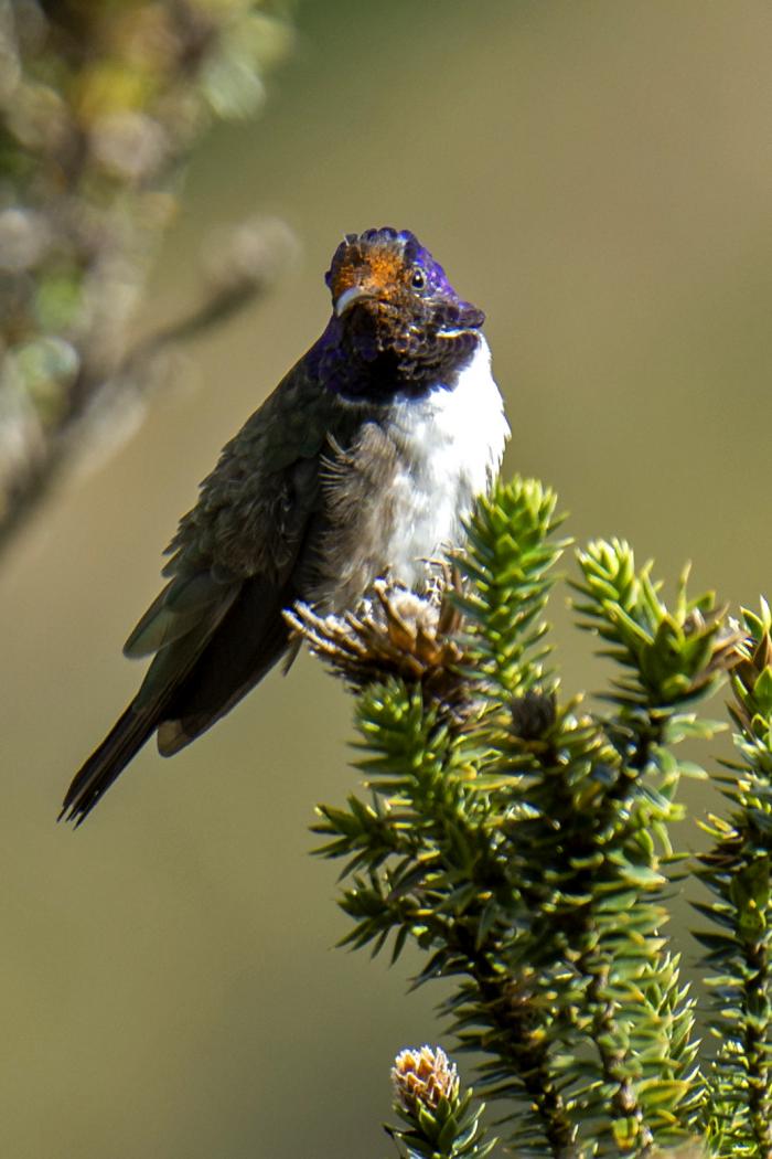 colibri