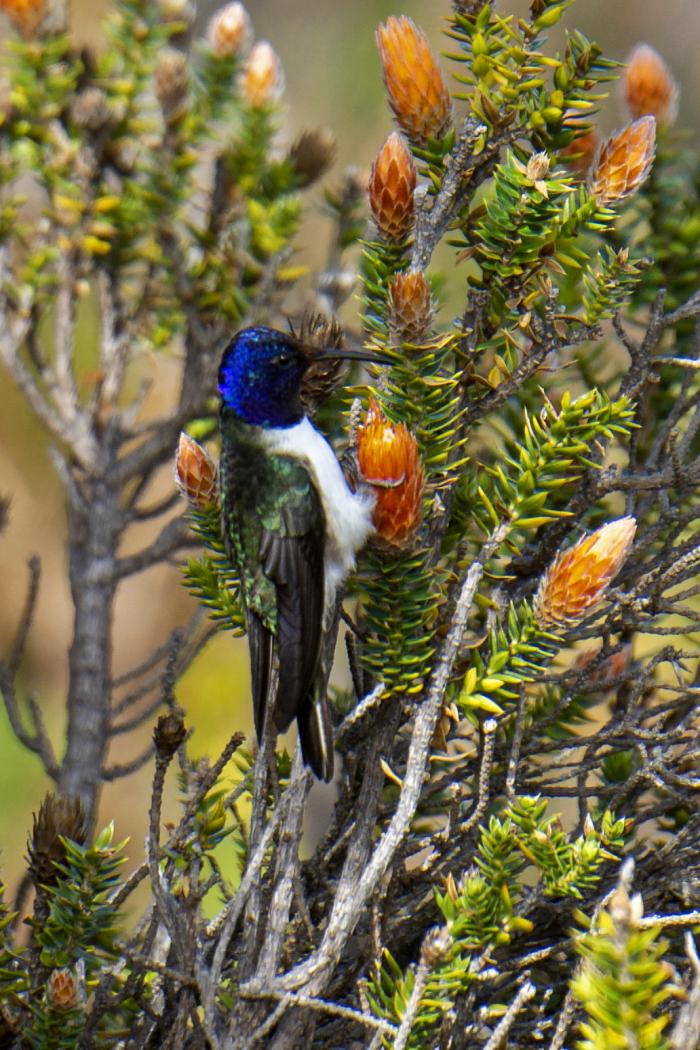 colibri
