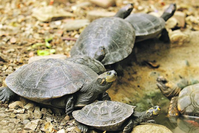 tortugas