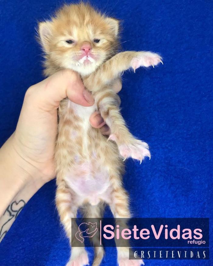 Gatos