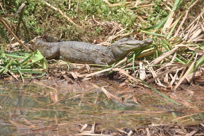 RESCATE DE TORTUGAS Y CAIMAN 10