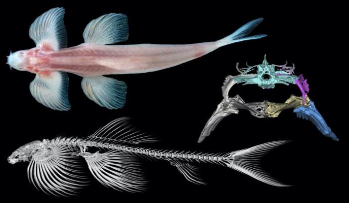 investigacion-cientifica-Cryptotora thamicola