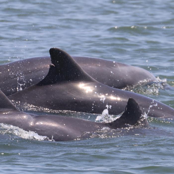 Delfines_Investigación_El Morro 2017-