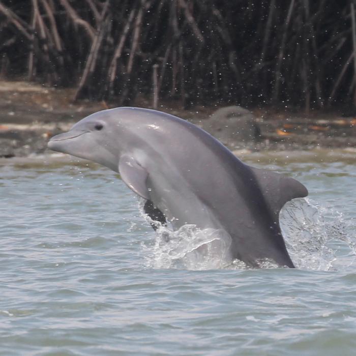 Delfines_Investigación_El Morro 2017-