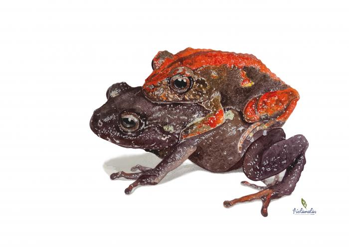 Pristimantis samaniegoi