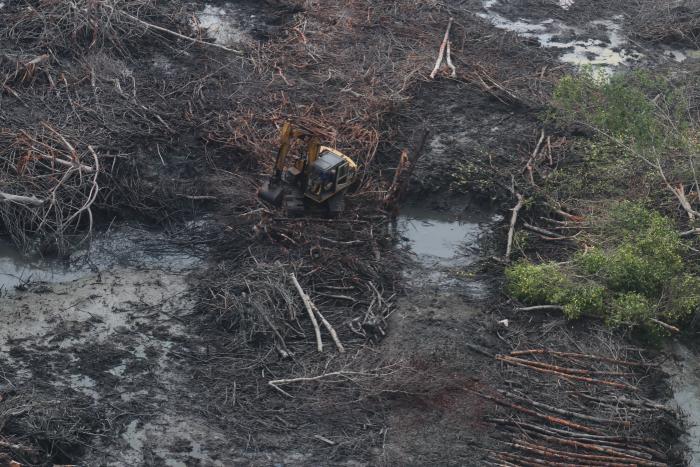 manglar 2