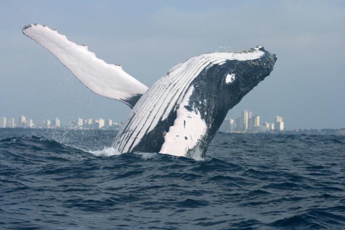 Ballena jorobada_Investigación científica sobre ballenas_Fernando Félix