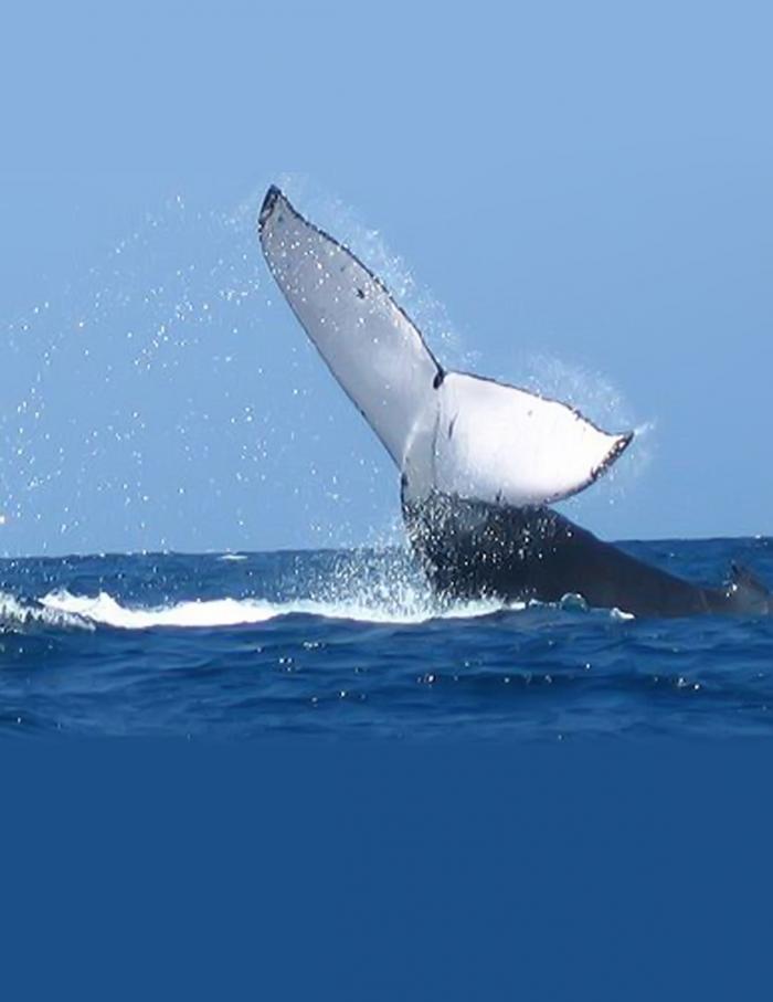 Cola de ballena_Archivo