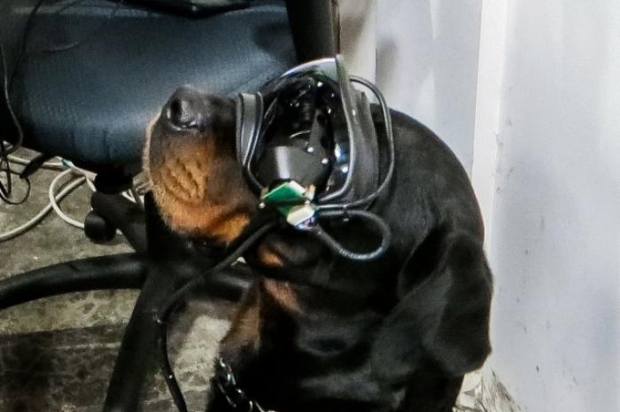 perros gafas ar ejercito eeuu