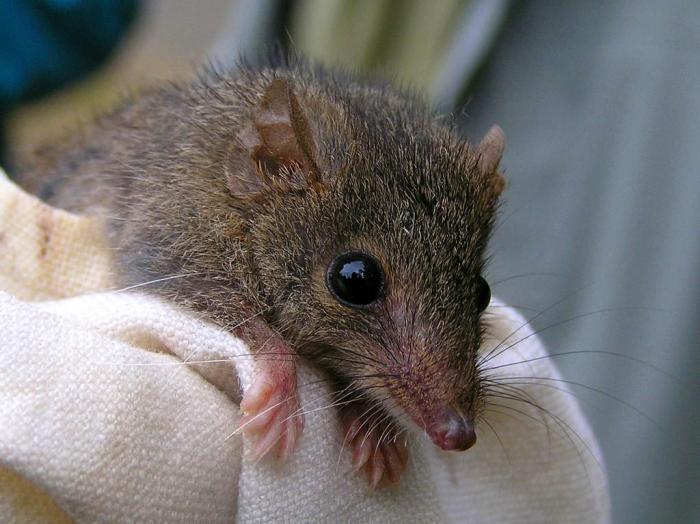 antechinus_macho