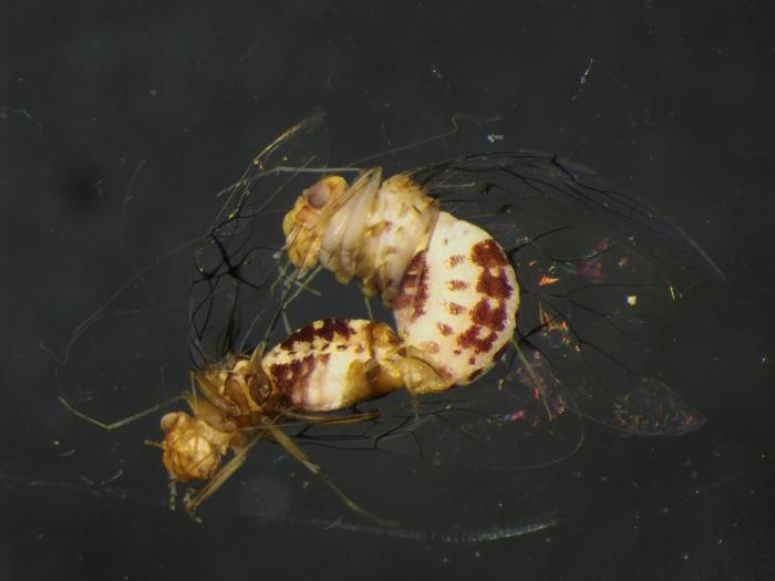 cochinilla-curvatacopulahabitus-hermafrodita