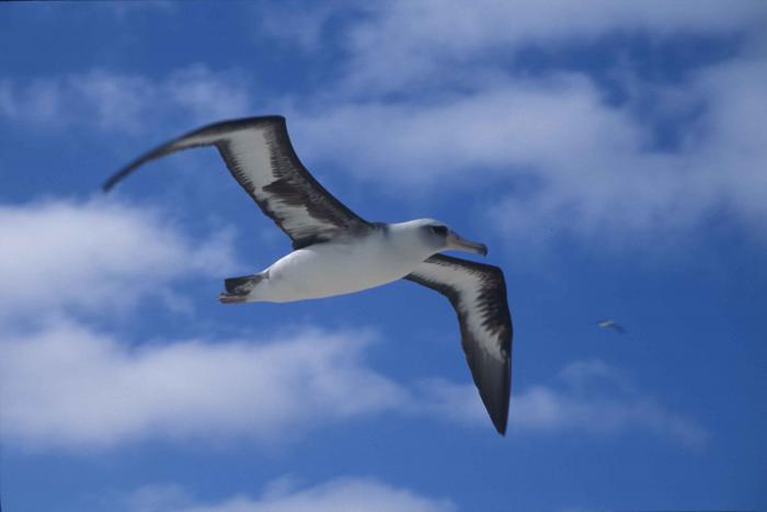 albatros-laysan-hawai