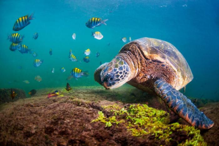 Planeta-Vivo-2020-Foto-Antonio-Busiello-WWF-US-768x512