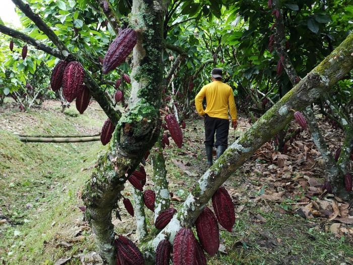 Cacao CCN-51