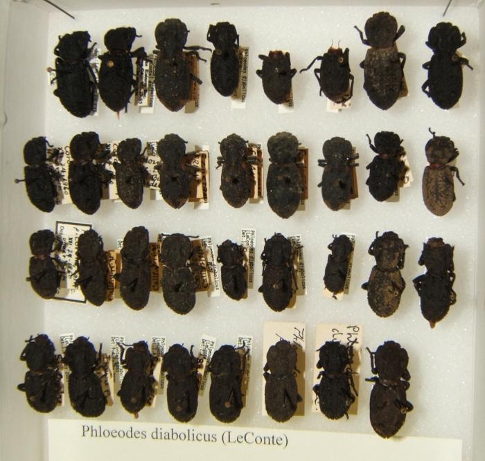 Phloeodes_diabolicus_escarabajo-acorazado-foto-guinness