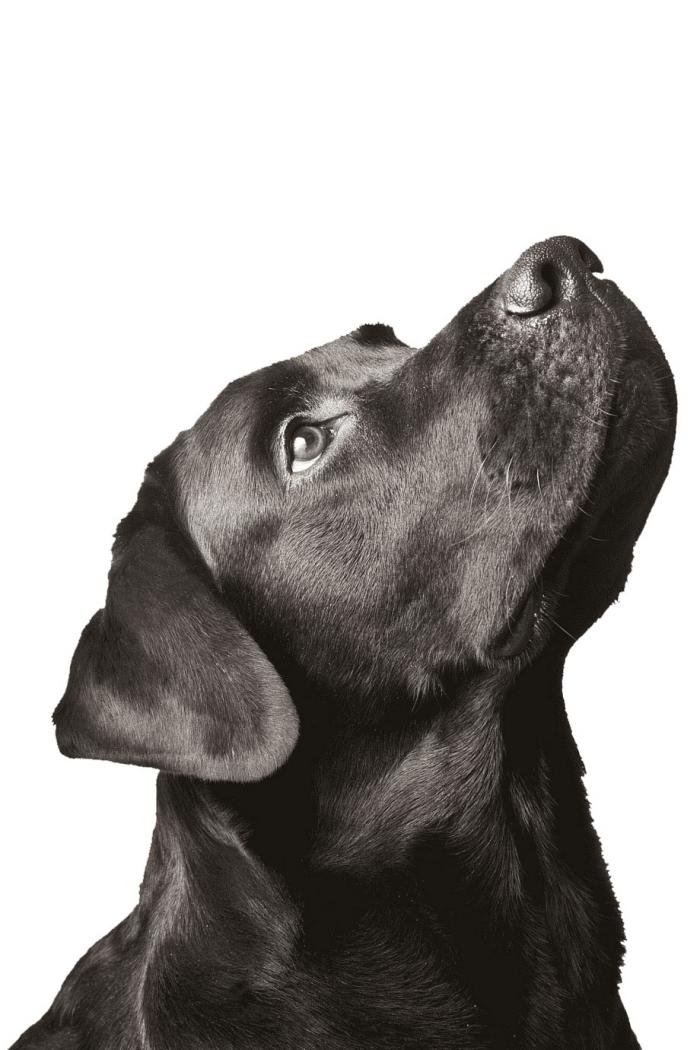 Perro