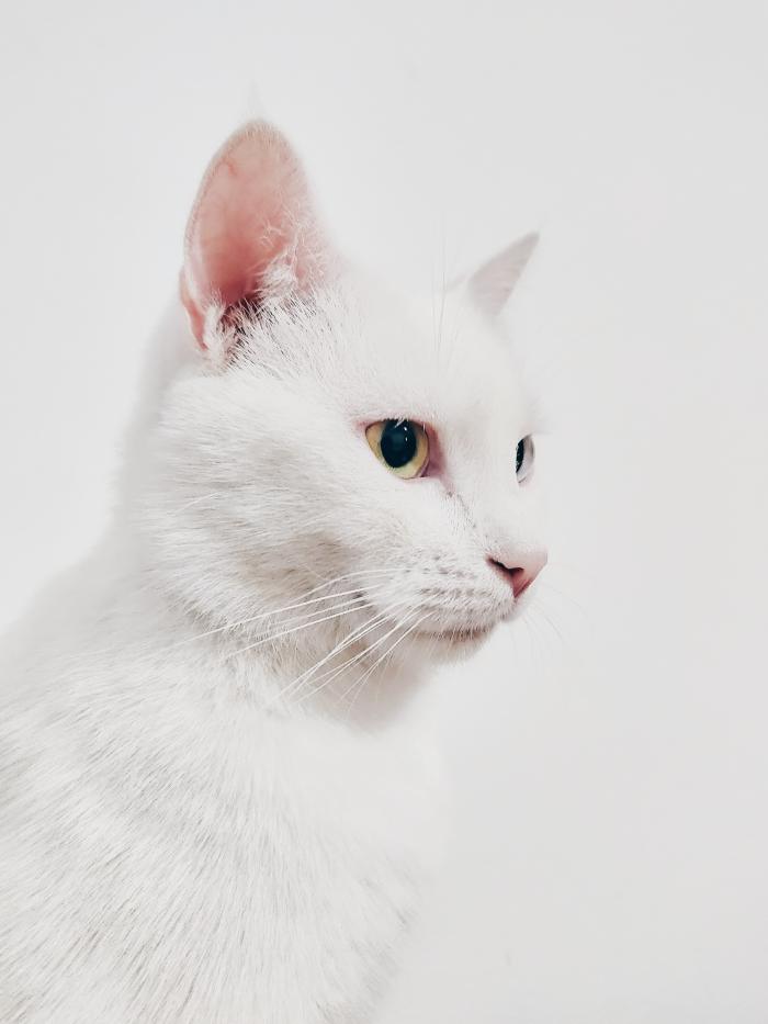 gato