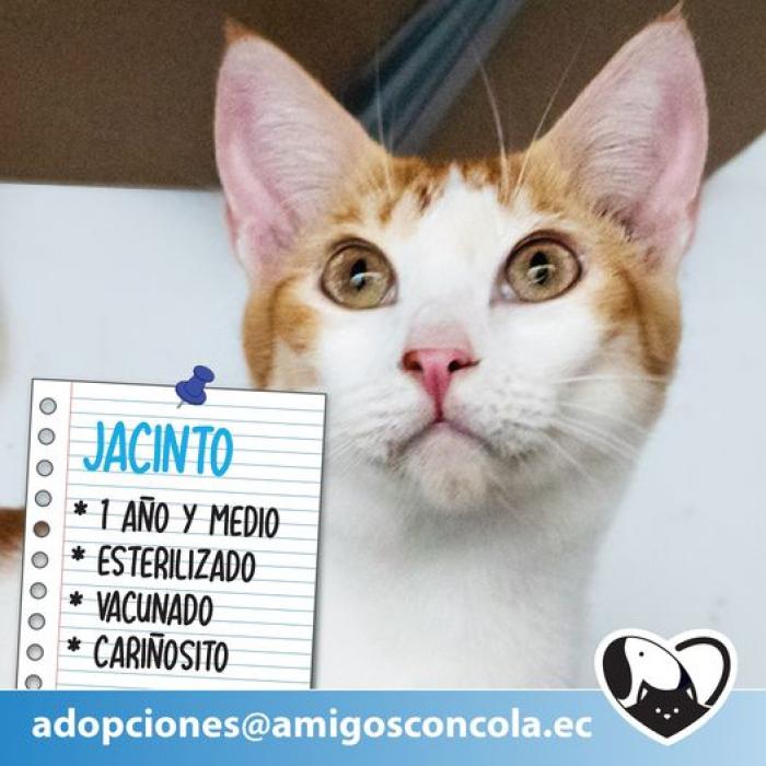 Mascotas