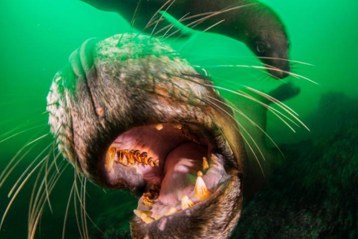 Sorensen-Melimoyu-foto-mar-vida-marina-animales