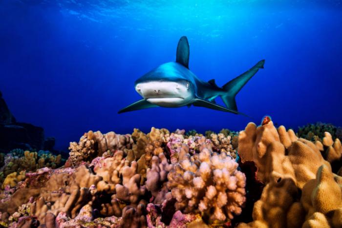 Sorensen-Melimoyu-foto-mar-vida-marina-animales