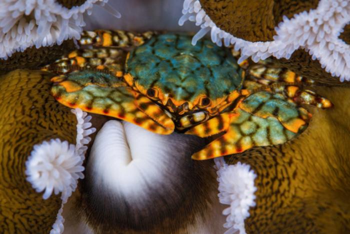 Motu-Motiro-Hiva-foto-mar-vida-marina-animales