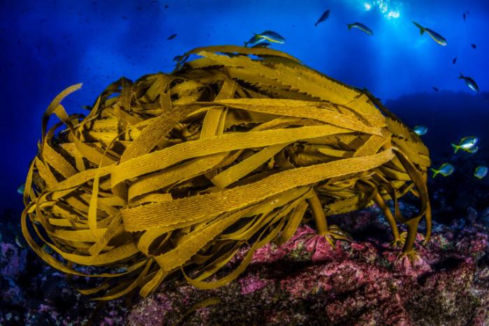 Islas-Desventuradas-foto-mar-vida-marina-animales