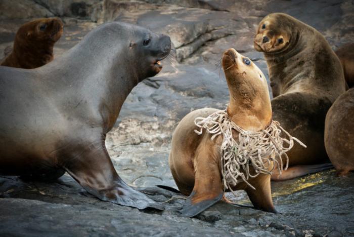 Oceana-Sorensen-Islas-Desventuradas-foto-mar-vida-marina-animales-naturaleza