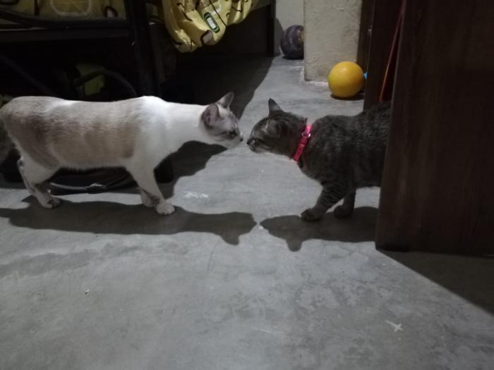 Mascotas_Gatos_2020