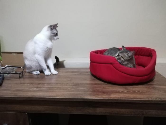 Mascotas_Gatos_2020