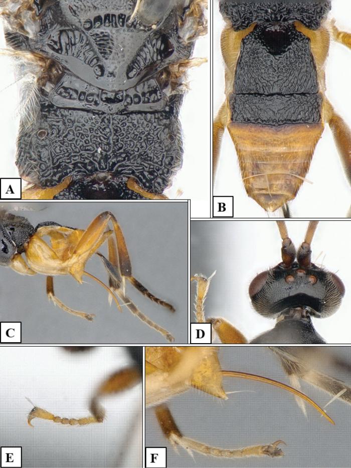 avispa-parasitoide-godzilla-acuatica