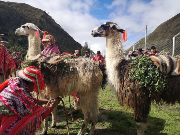 cusco-peru-turismo-Bosques-de-queunas-guillermo-reno