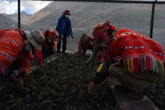cusco-peru-turismo-Bosques-de-queunas-guillermo-reno