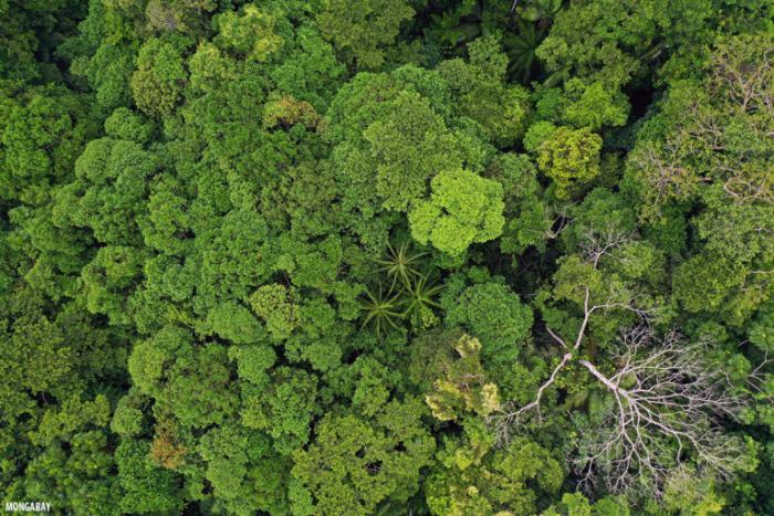 amazonia-ecuador-colombia-peru