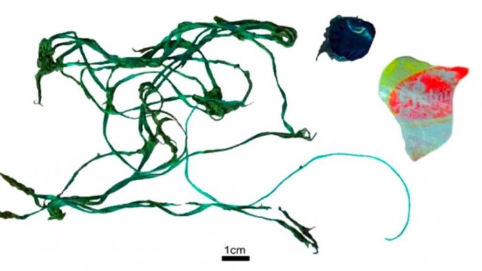 ballena-plasticos-argentina-contaminacion-marina