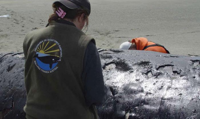Investigadores realizando la necropsia. Foto Instituto de Conservación de Ballenas