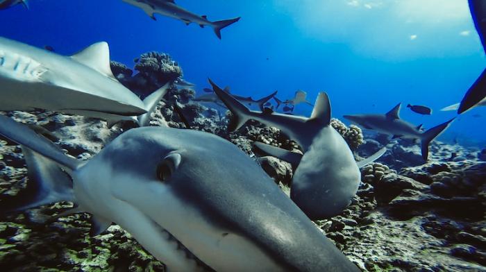 tiburones-arrecife-extincion-estudio-investigacion-cientifica