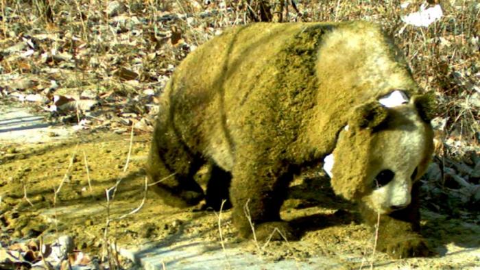 panda-investigacion-cientifica-estiercol-caballo-china