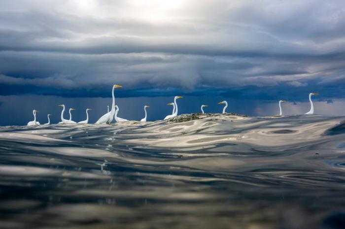 blancos