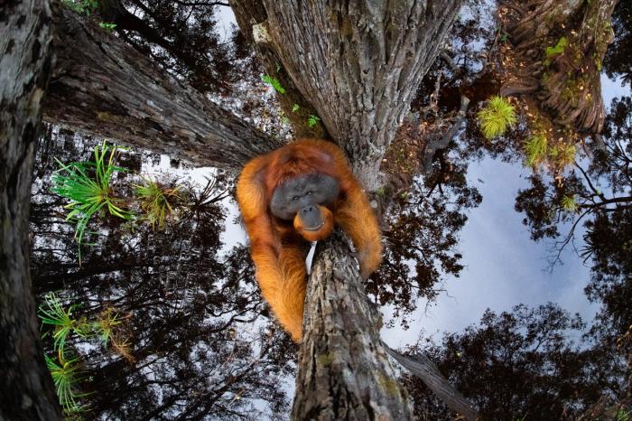 primate