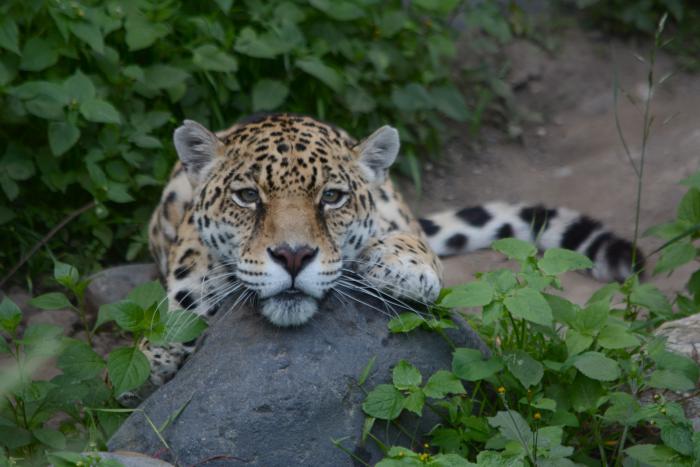 ZOOLOGICO GUAYLLABAMBA(32940734)