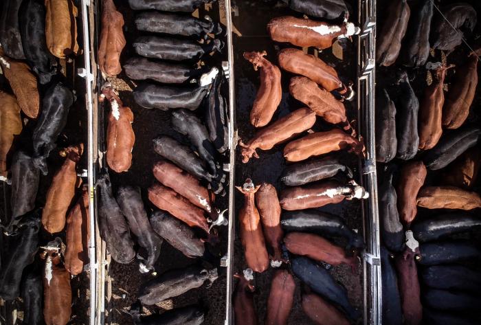 Vacas esperan en un corral para ser trasladadas a un frigorífico para su faena el 12 de enero de 2021, en el Mercado de Hacienda de Liniers, en la Ciudad de Buenos Aires (Argentina).