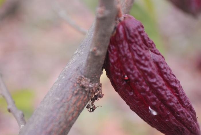 Cacao