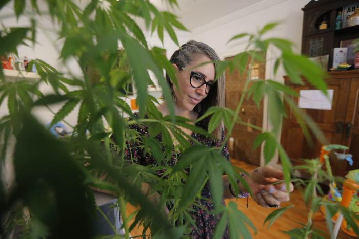 Tener acceso real al cannabis medicinal y legalizar su autocultivo son los reclamos de pacientes con dolencias crónicas en Perú, donde el debate sobre las políticas públicas de drogas, relegado durante décadas, se recrudeció tras las polémicas declaracion