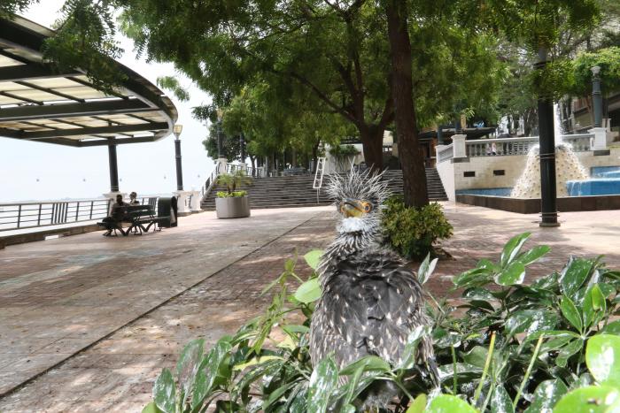 Aves en el puerto Sat (32975517)
