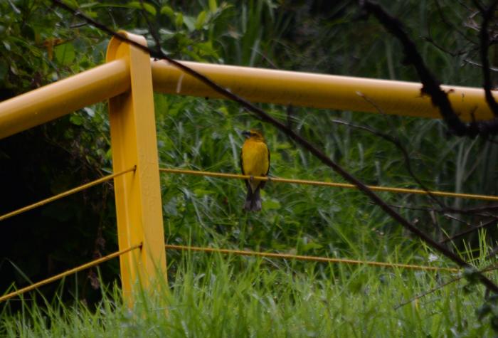 AVISTAMIENTO DE AVES E(32972976)